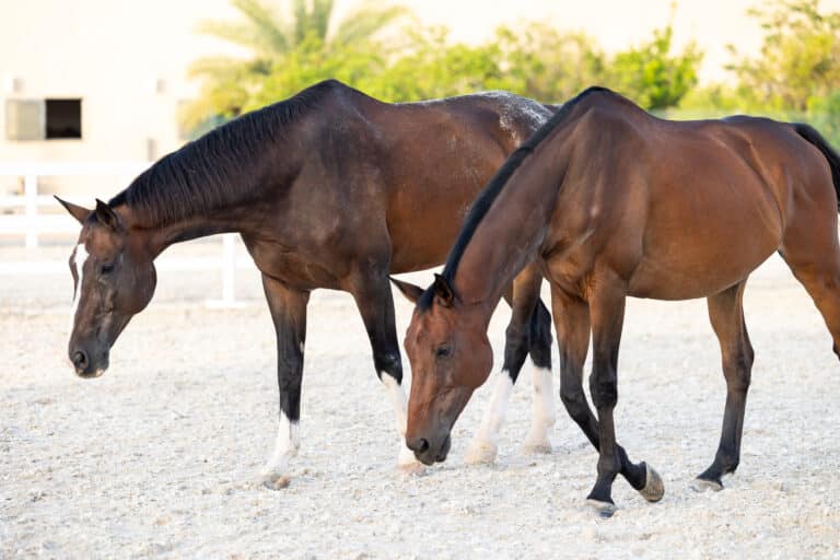 equine photography