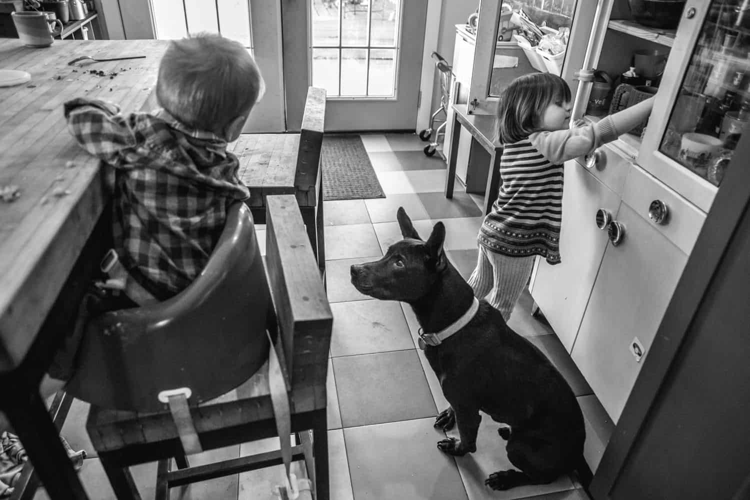 Fearless Family Photos All Have These 4 Ingredients: Lifestyle Photography - Family Dog Begging for Baby's Breakfast