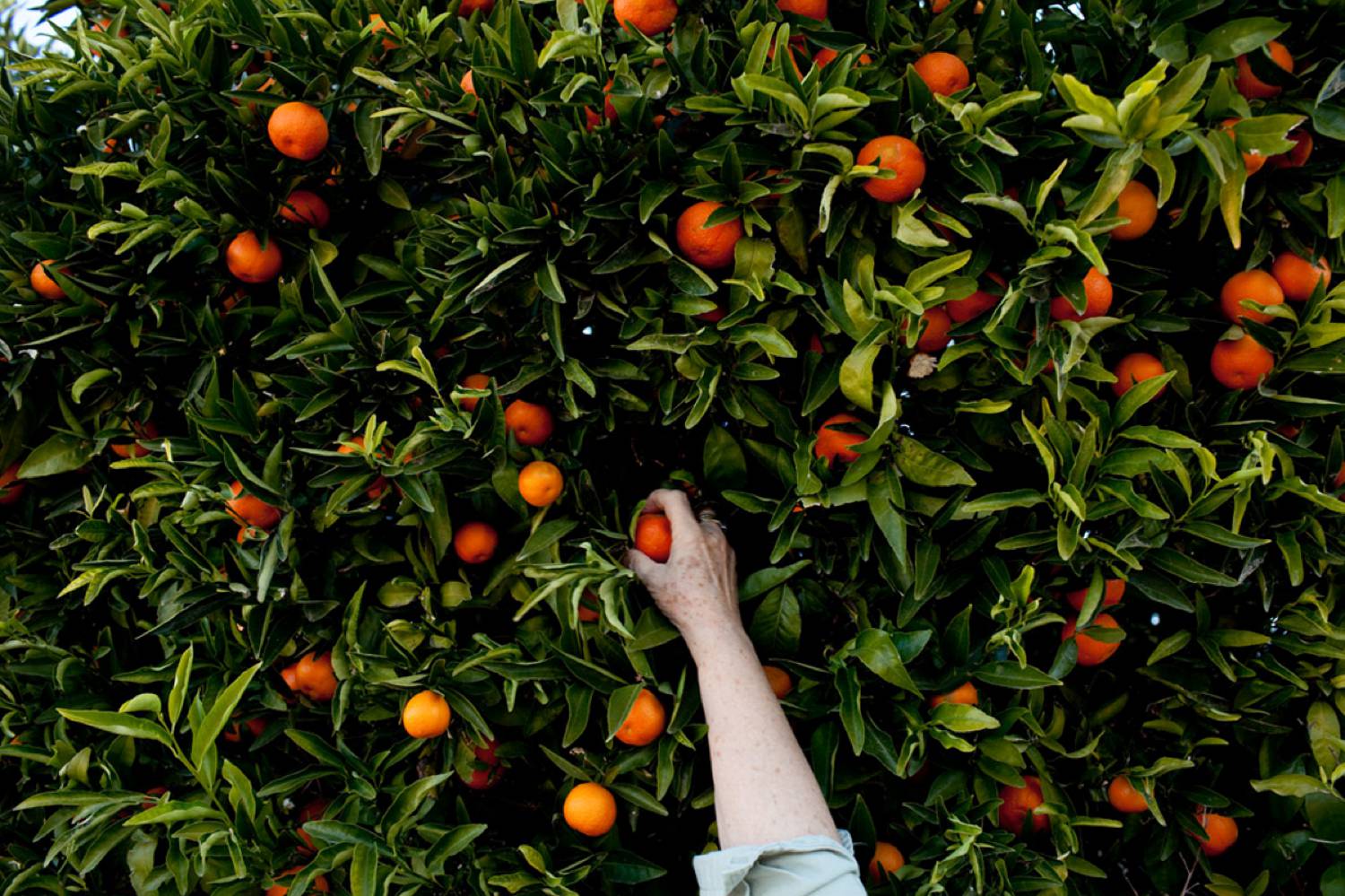 Photo: Kendrick Brinson's series depicts late age individuals living their lives in Florida. In this image, only the arm of an elder is seen as they pick oranges.