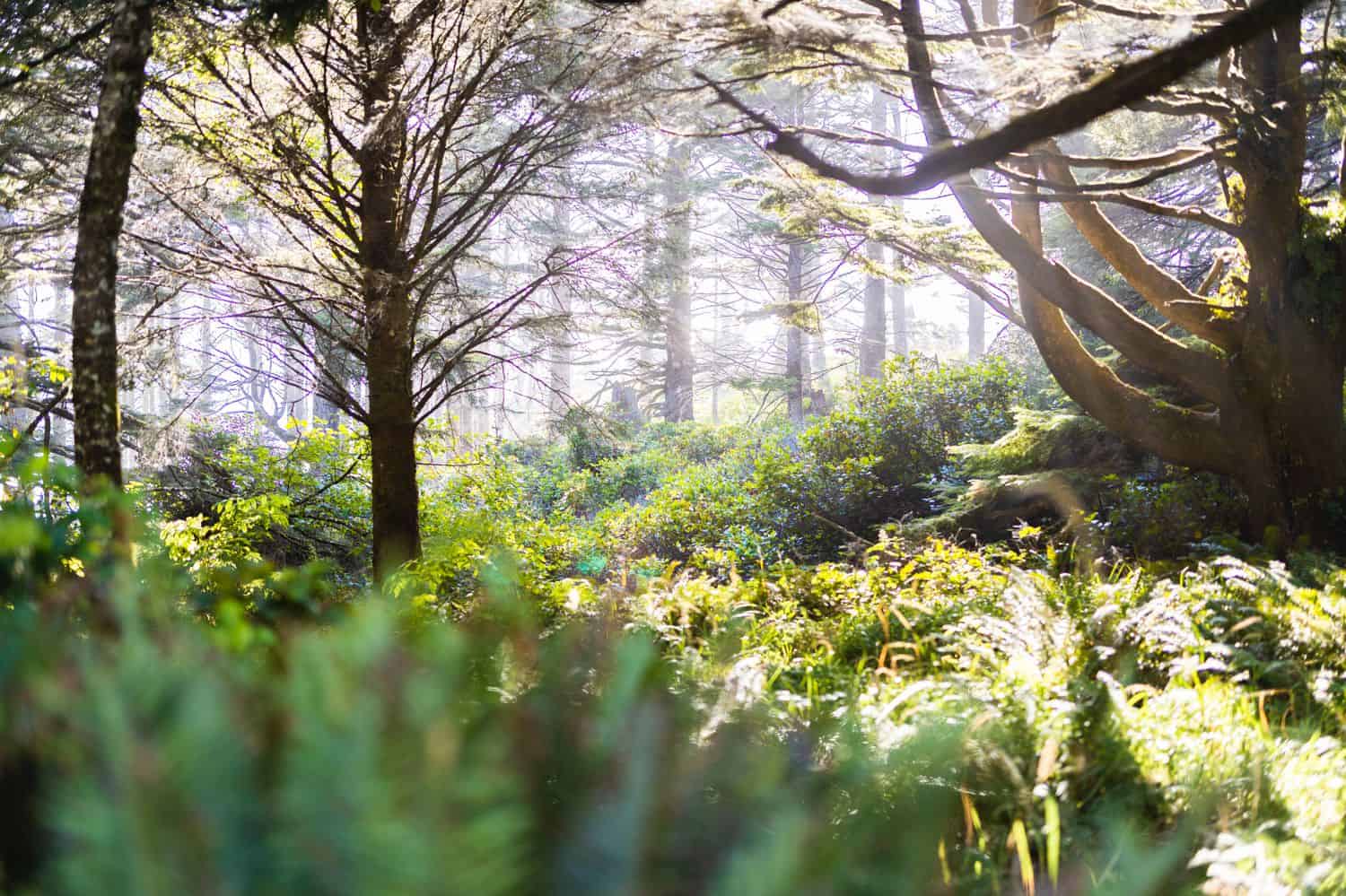 Photographer Sofia Angelina uses photography to explore chronic pain and healing. This photo captures the beauty of the Oregon landscape.