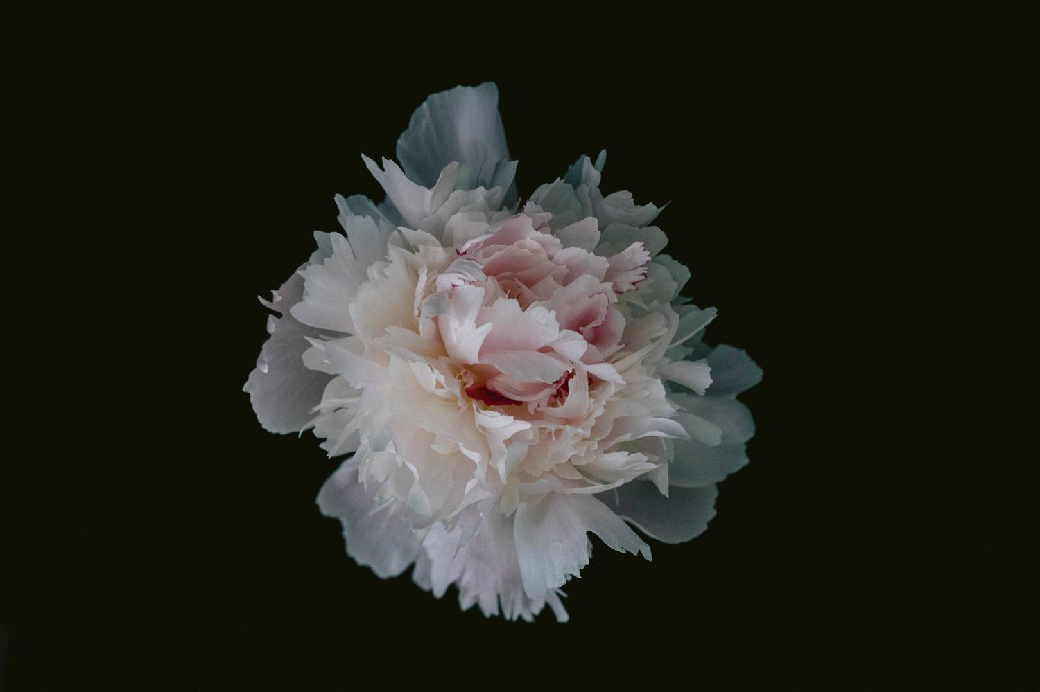 A studio portrait of a blooming rose on a black background. Joshua Wyborn created this fine art photograph as part of his online gallery of canvases and high-quality prints for sale.